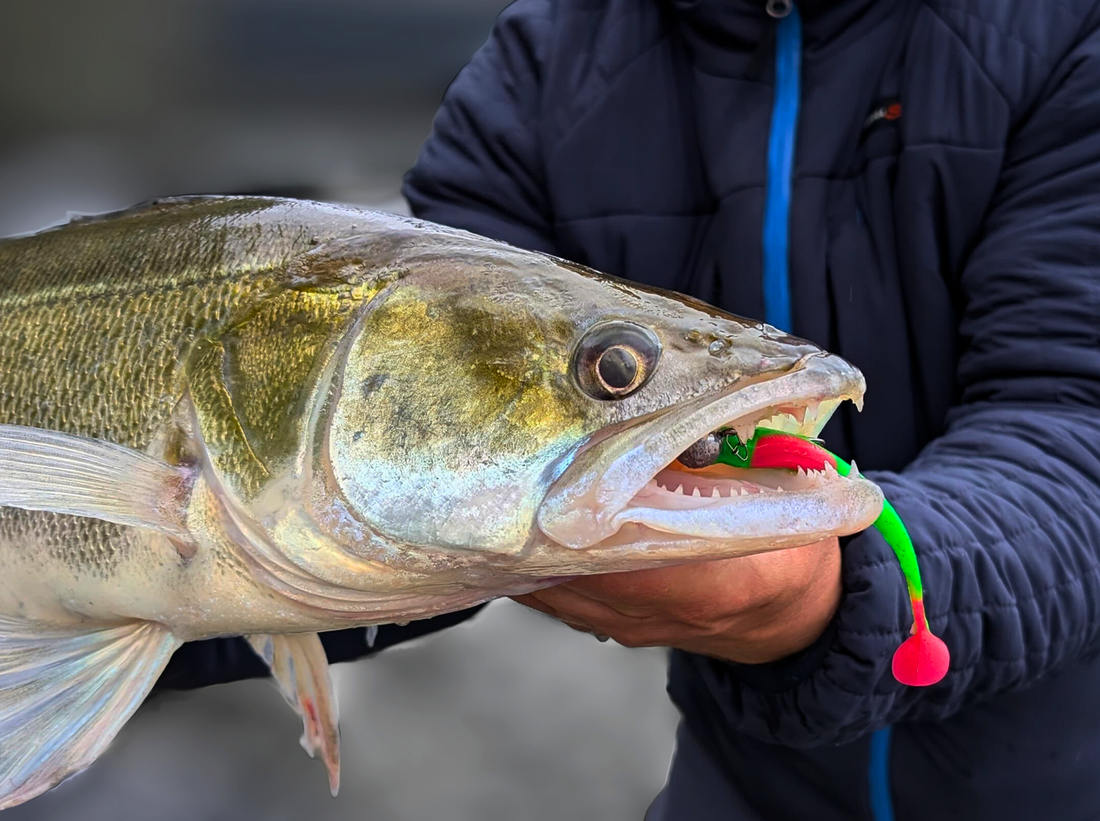 Zanderangeln mit Gummifisch: So fängst Du erfolgreich mehr Zander