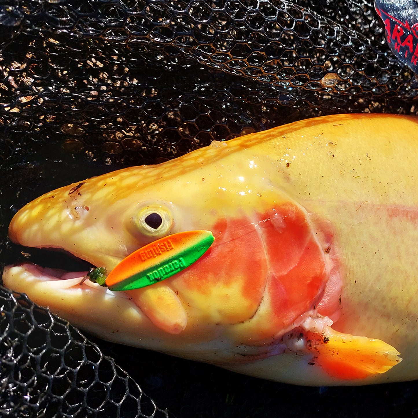 Wing Forellen Inline Spoon Set 2,0g/3,5g 5 Stück