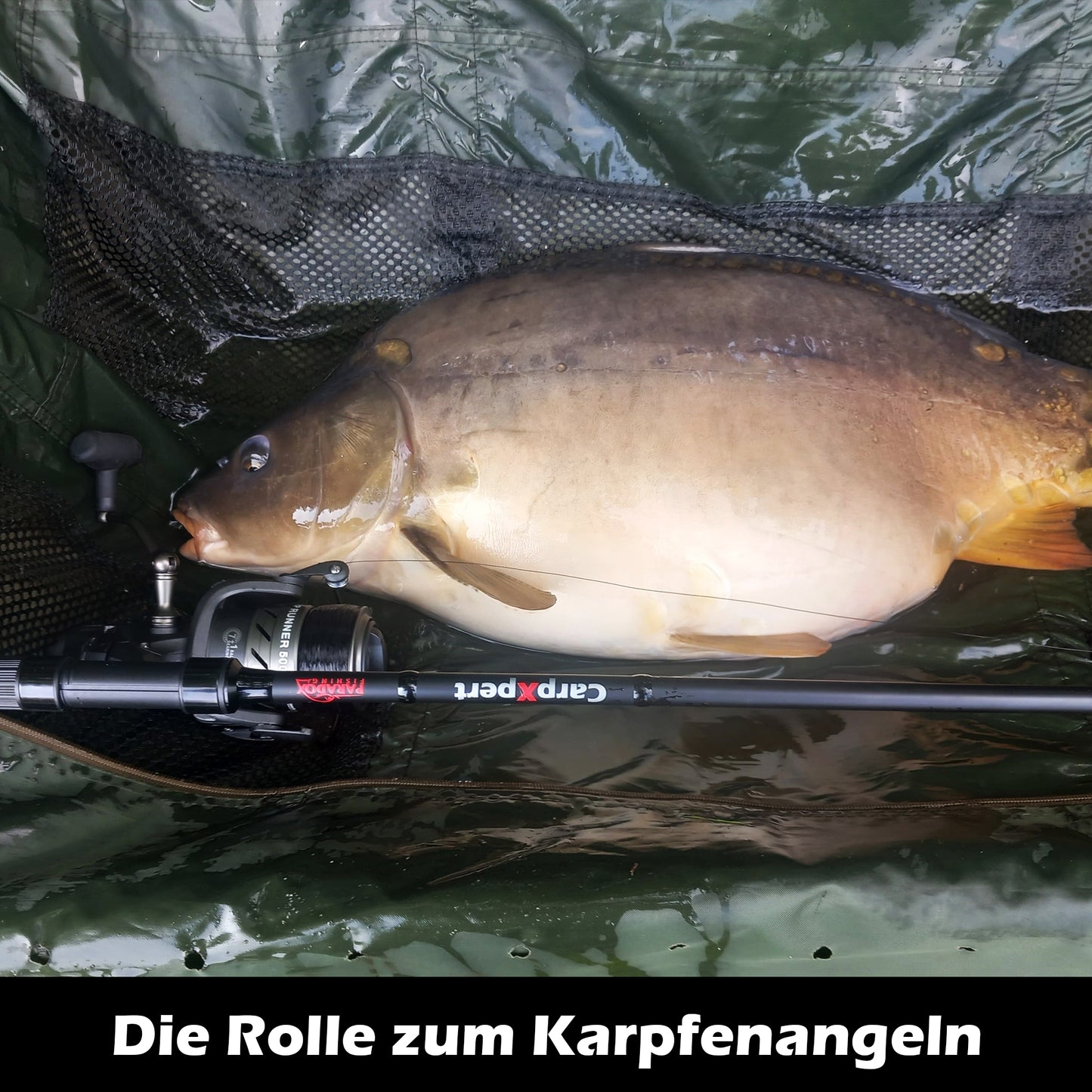 Carp Runner Karpfen Freilauf Rolle 5000