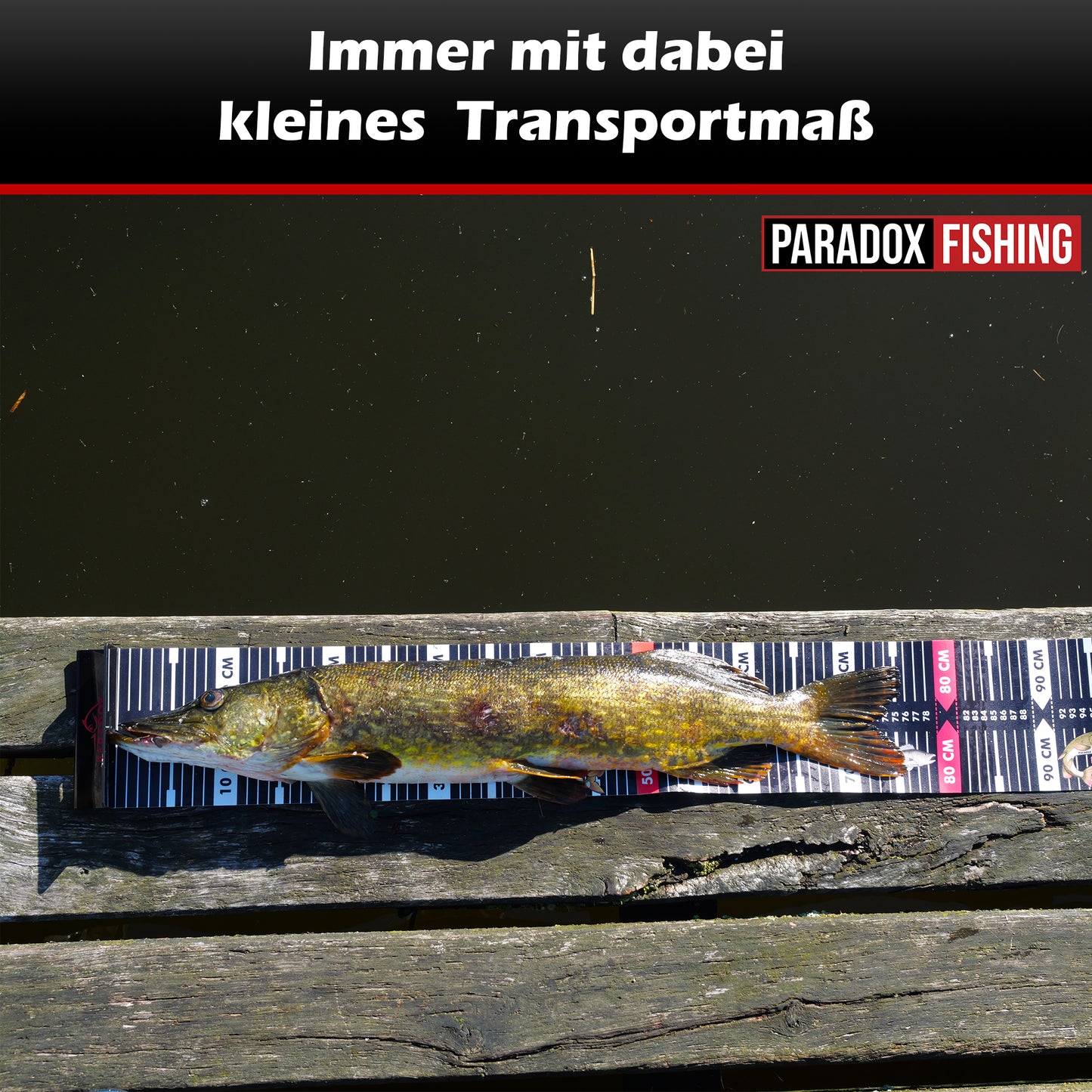 Raubfisch Maßband 120*15cm